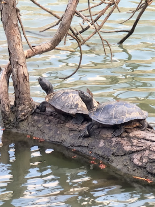 Two turtles basking on a log in a calm body of water, surrounded by branches and reflections.