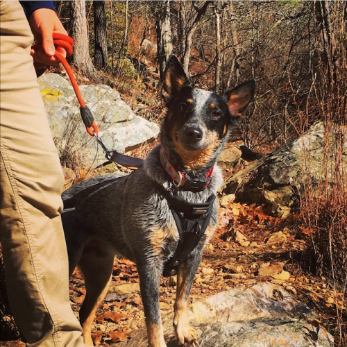 A person in beige pants holds a leash attached to a blue heeler dog on a rocky trail surrounded by autumn foliage.