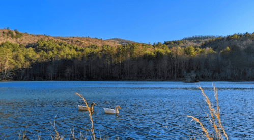 Two ducks swim in a serene lake surrounded by trees and mountains under a clear blue sky.