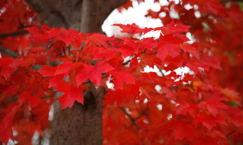 Vibrant red maple leaves against a blurred background, showcasing the beauty of autumn foliage.