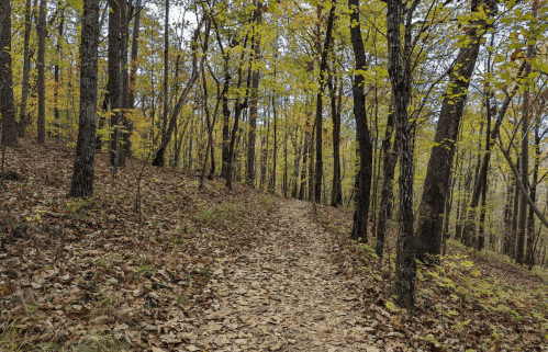A winding dirt path through a forest with autumn leaves and trees displaying yellow foliage.