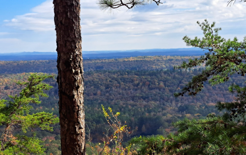 A scenic view of a dense forest stretching to the horizon, framed by trees under a partly cloudy sky.