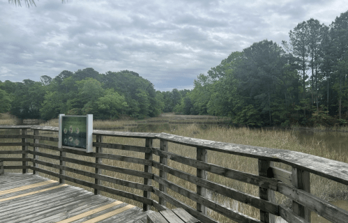 A wooden boardwalk overlooks a serene wetland with lush greenery and cloudy skies in the background.