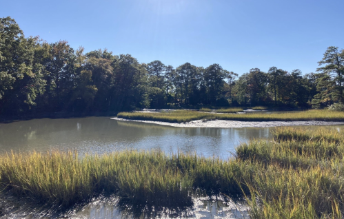A serene wetland scene with tall grasses, calm water, and trees under a clear blue sky.