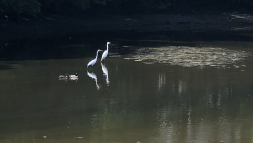 Two white herons stand in a calm, reflective pond surrounded by greenery.