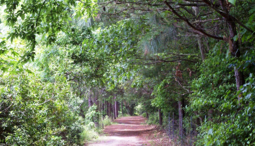 A serene dirt path winding through a lush, green forest with trees lining both sides.