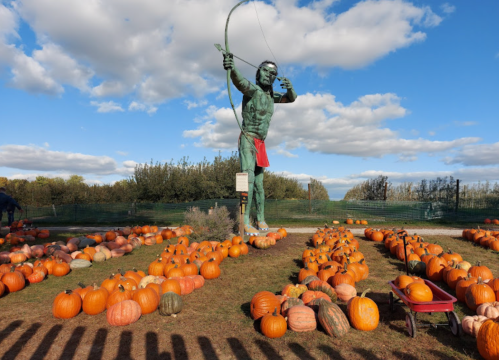A large statue of an archer stands among rows of pumpkins under a blue sky with fluffy clouds.