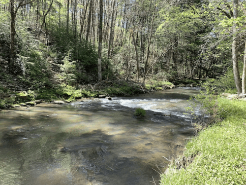 A serene stream flows through a lush, green forest with sunlight filtering through the trees.