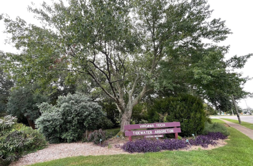 Sign for Virginia Tech Tidewater Arboretum surrounded by lush greenery and colorful plants.
