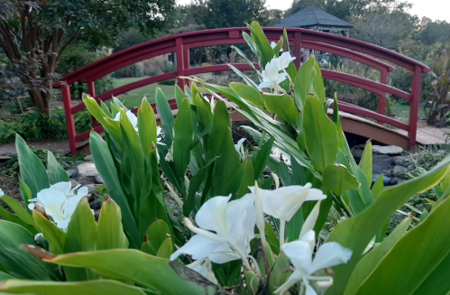 A red bridge arches over a garden, framed by lush green leaves and white flowers in the foreground.