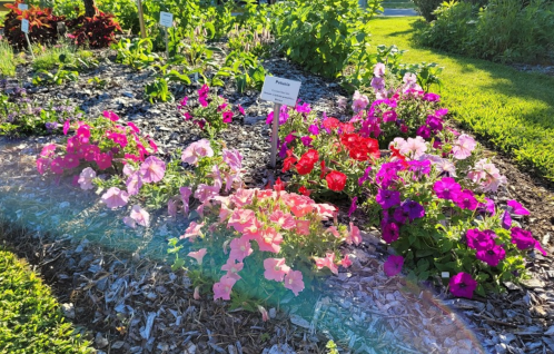 A vibrant flower bed featuring pink, red, and purple petunias surrounded by green foliage and mulch.