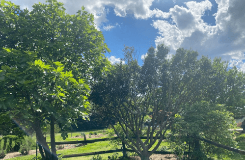 Lush green trees under a bright blue sky with fluffy clouds, creating a serene outdoor scene.