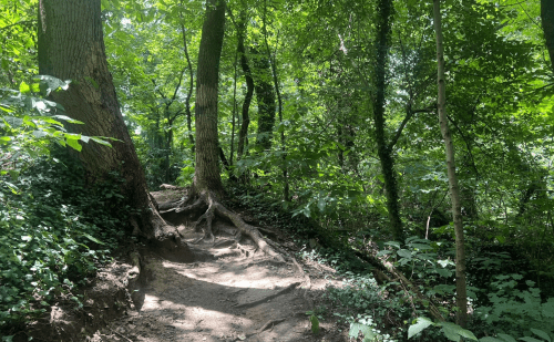 A sunlit forest path winding through tall trees and lush greenery, with exposed roots along the trail.