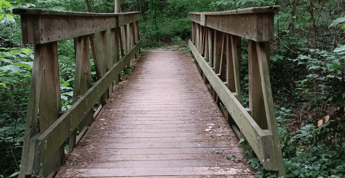 A wooden bridge spans a path through a lush, green forest, surrounded by trees and foliage.
