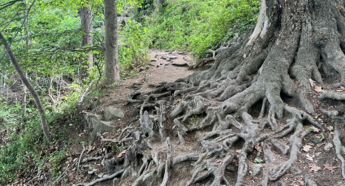 A winding dirt path surrounded by trees, featuring exposed roots and lush greenery on either side.