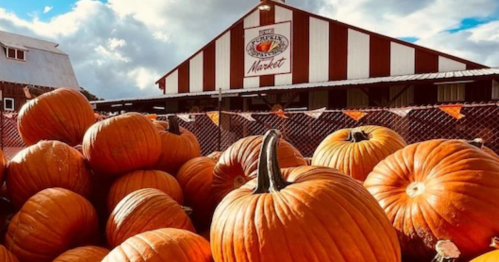 A large pile of bright orange pumpkins in front of a red and white barn with a market sign.