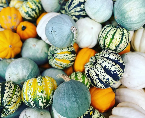 A colorful assortment of various pumpkins and gourds in shades of green, yellow, and white, piled together.