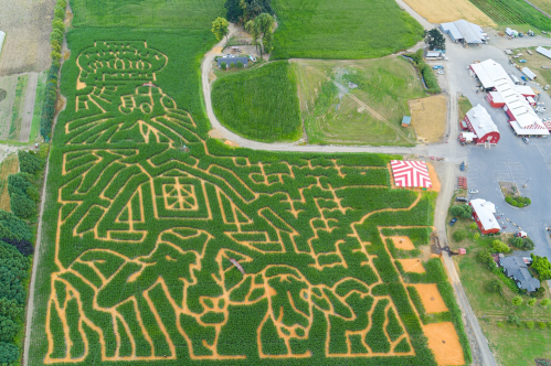 Aerial view of a corn maze featuring farm-themed designs, including animals and a barn, surrounded by green fields.