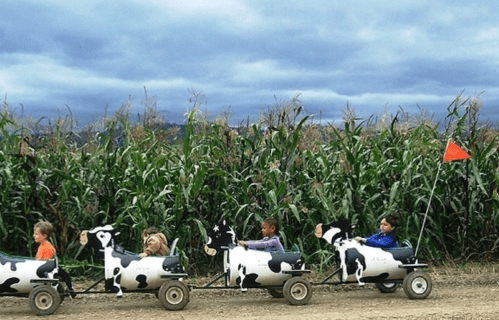Children ride in cow-shaped carts along a dirt path, with cornfields and a cloudy sky in the background.