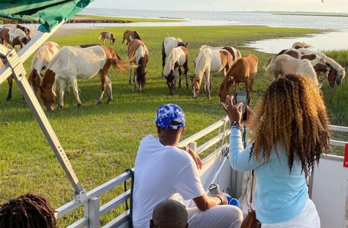 A group of wild horses grazing by the water, with people observing and taking photos from a boat nearby.