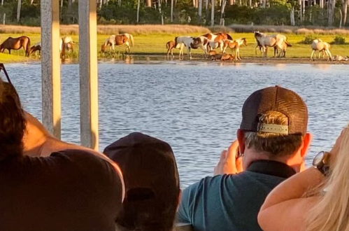 A group of people watching wild horses grazing by a water's edge during sunset.