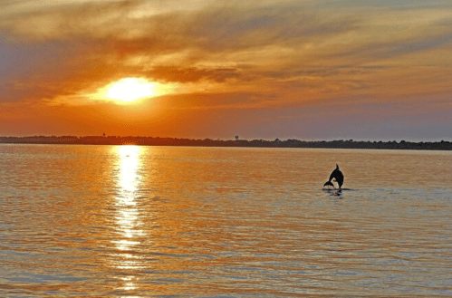 A dolphin leaps from the water at sunset, with vibrant orange and yellow hues reflecting on the calm surface.