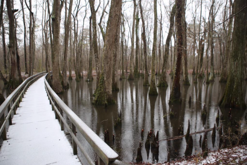 A wooden walkway leads through a flooded forest with bare trees and reflections in the water. Snow covers the path.