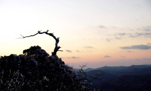 A silhouetted tree branch against a pastel sunset sky, with rolling hills in the background.