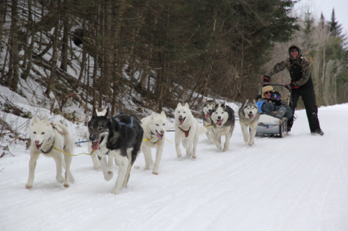 A team of sled dogs pulls a sled through snowy woods, with a musher guiding them and a passenger seated behind.