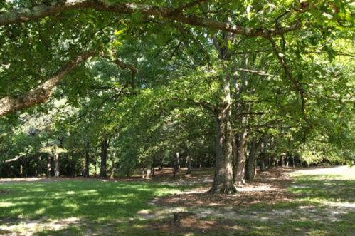 A serene park scene featuring lush green trees and a grassy area, creating a peaceful natural setting.