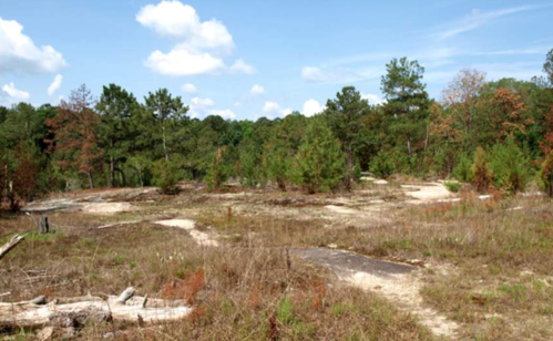 A grassy landscape with scattered trees and a clear blue sky, featuring patches of bare ground and shrubs.
