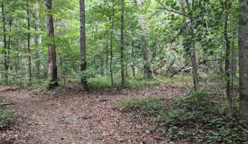 A wooded area with tall trees, green foliage, and a dirt path covered in fallen leaves.