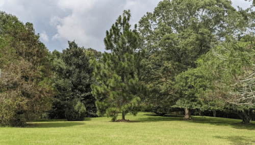 A lush green landscape featuring a tall pine tree surrounded by various trees under a partly cloudy sky.