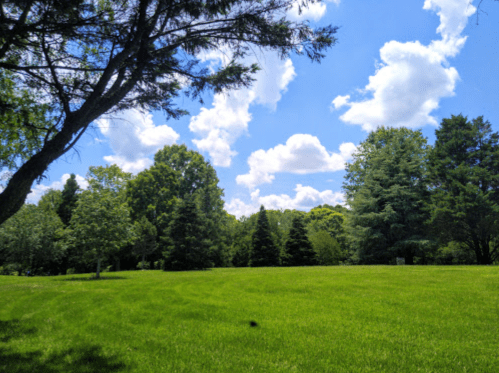 A sunny park scene with lush green grass, trees, and fluffy white clouds in a blue sky.