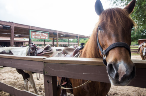 A close-up of a brown horse with a saddle, standing near a wooden fence at a ranch.