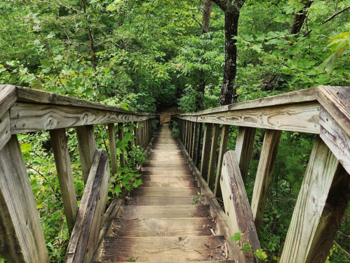 A wooden staircase leads down through lush green foliage in a forested area.