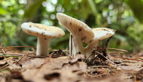 Two white mushrooms growing on the forest floor, surrounded by fallen leaves and greenery in the background.