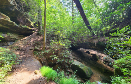 A lush forest scene with rocky terrain, tall trees, and a small stream running through the greenery.