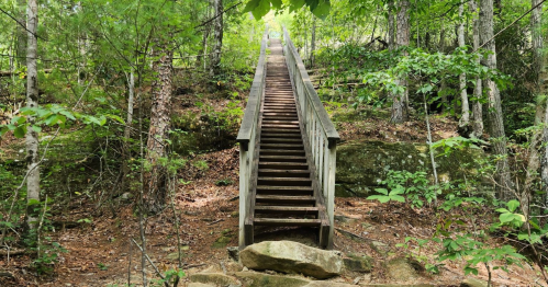 A wooden staircase leads up through a lush green forest, surrounded by trees and rocky terrain.