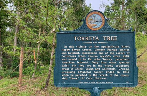 Historical marker about the Torrey Tree, discovered by Hardy Bryan Croom near the Apalachicola River in 1835.