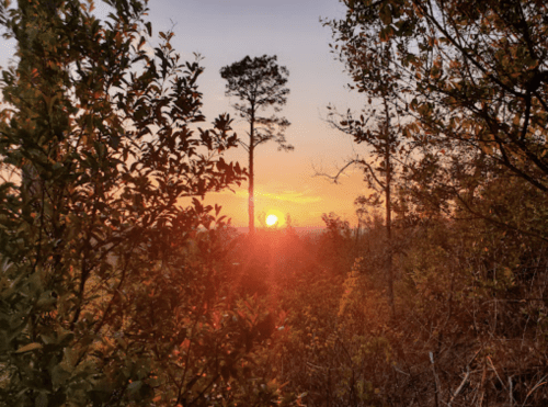 Sunset view through trees, with vibrant orange and yellow hues illuminating the sky and landscape.