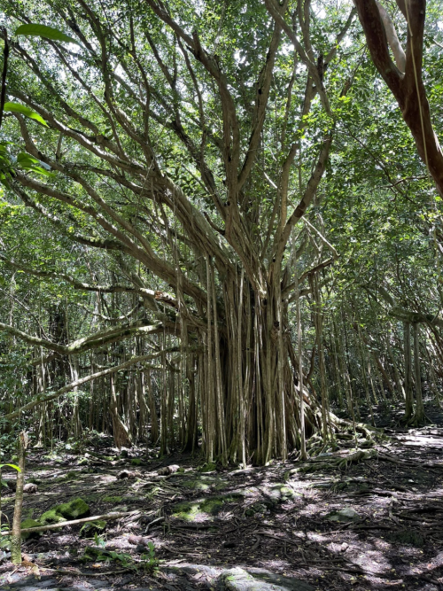 A large, intricate tree with numerous branches and aerial roots, surrounded by dense green foliage in a forest.