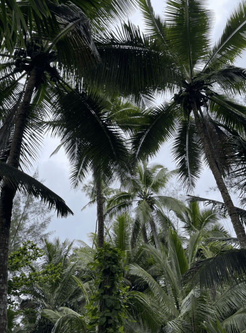 Lush green palm trees reaching towards a cloudy sky in a tropical setting.