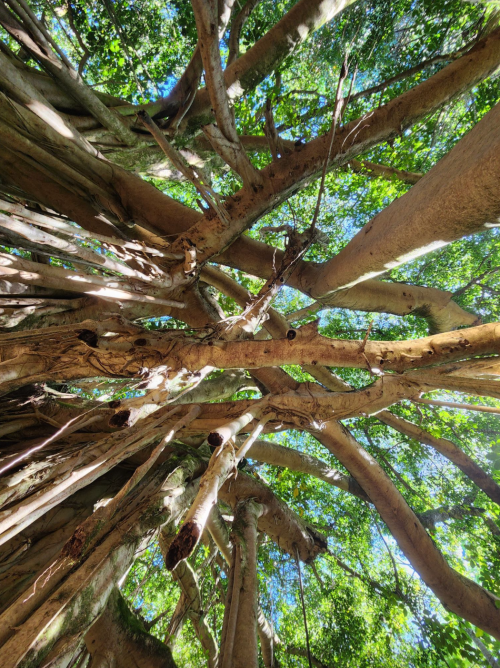 A view looking up at a dense canopy of trees with intertwining branches and vibrant green leaves.