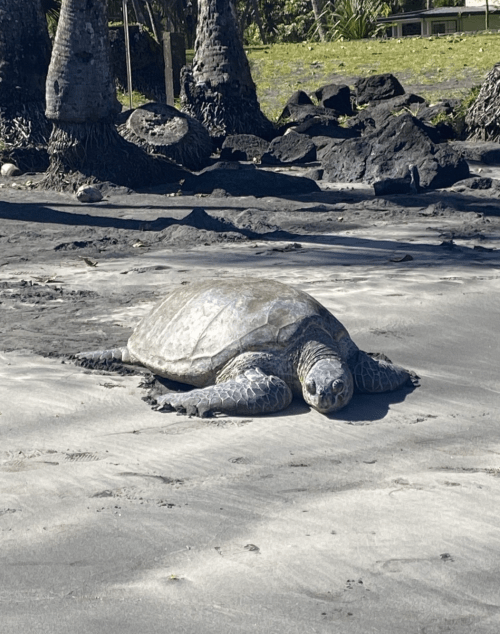 A sea turtle resting on a sandy beach, surrounded by palm trees and rocky terrain.