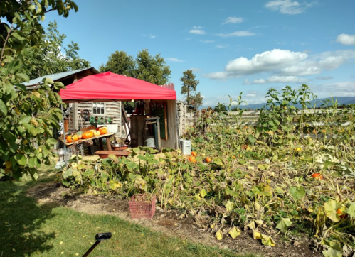 A rustic shed with a red canopy, surrounded by pumpkin plants and a clear blue sky.