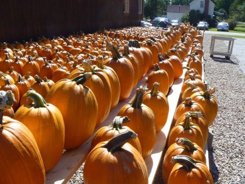 A large display of bright orange pumpkins arranged on a wooden platform in a sunny outdoor setting.