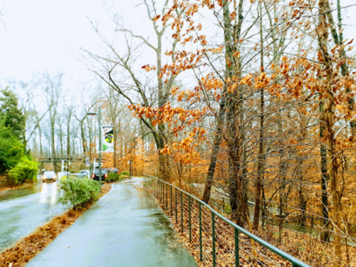 A wet pathway lined with trees, featuring bare branches and some remaining autumn leaves, in a tranquil outdoor setting.