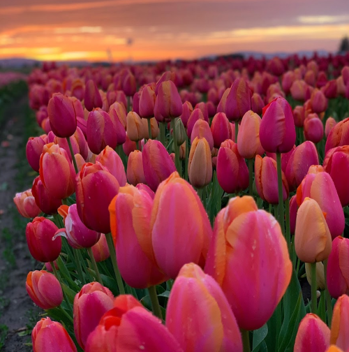 A vibrant field of pink and orange tulips under a colorful sunset sky.