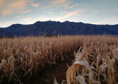 A vast field of dried corn stalks with mountains in the background under a colorful sky at dusk.